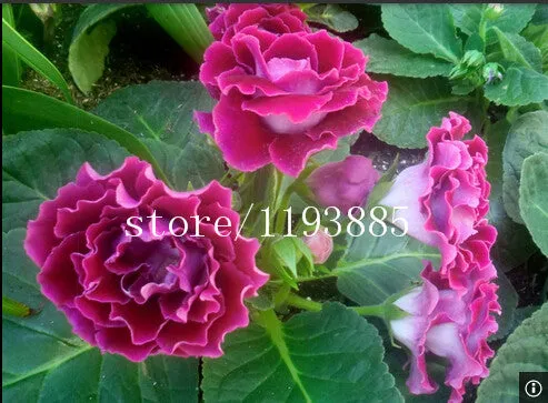 150 PCS colouful Gloxinia Seeds Sinningia seeds Bonsai Flower Seed Pot Planters for DIY home Garden