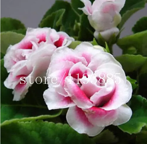 150 PCS colouful Gloxinia Seeds Sinningia seeds Bonsai Flower Seed Pot Planters for DIY home Garden
