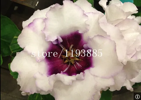 150 PCS colouful Gloxinia Seeds Sinningia seeds Bonsai Flower Seed Pot Planters for DIY home Garden