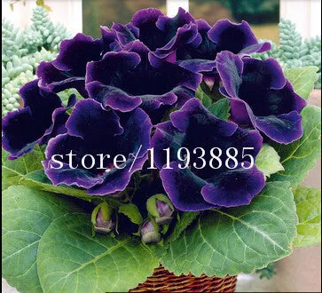 150 PCS colouful Gloxinia Seeds Sinningia seeds Bonsai Flower Seed Pot Planters for DIY home Garden