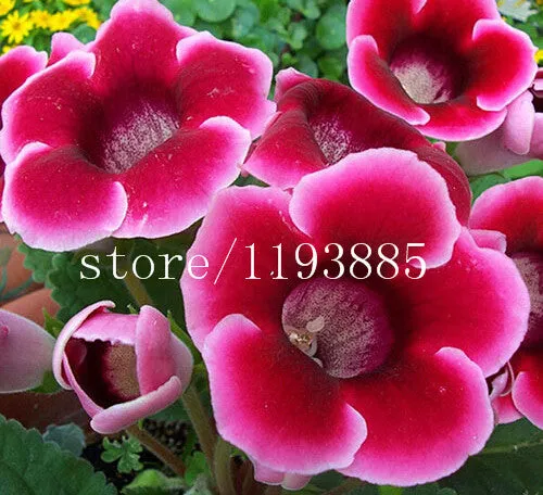 150 PCS colouful Gloxinia Seeds Sinningia seeds Bonsai Flower Seed Pot Planters for DIY home Garden