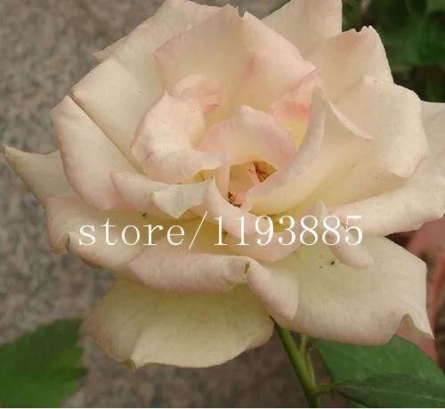 150 PCS colouful Gloxinia Seeds Sinningia seeds Bonsai Flower Seed Pot Planters for DIY home Garden
