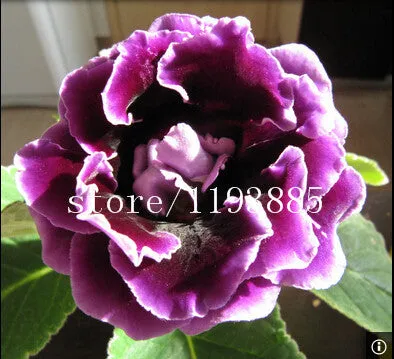 150 PCS colouful Gloxinia Seeds Sinningia seeds Bonsai Flower Seed Pot Planters for DIY home Garden