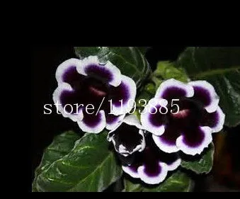 150 PCS colouful Gloxinia Seeds Sinningia seeds Bonsai Flower Seed Pot Planters for DIY home Garden