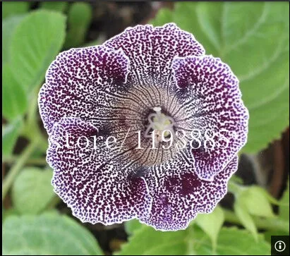 150 PCS colouful Gloxinia Seeds Sinningia seeds Bonsai Flower Seed Pot Planters for DIY home Garden