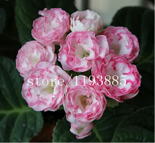150 PCS colouful Gloxinia Seeds Sinningia seeds Bonsai Flower Seed Pot Planters for DIY home Garden