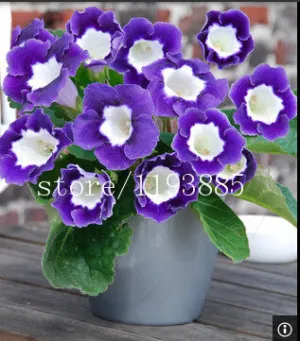 150 PCS colouful Gloxinia Seeds Sinningia seeds Bonsai Flower Seed Pot Planters for DIY home Garden