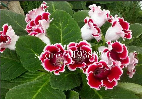 150 PCS colouful Gloxinia Seeds Sinningia seeds Bonsai Flower Seed Pot Planters for DIY home Garden