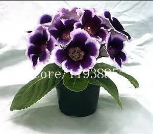 150 PCS colouful Gloxinia Seeds Sinningia seeds Bonsai Flower Seed Pot Planters for DIY home Garden