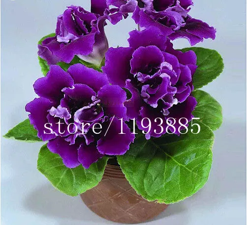150 PCS colouful Gloxinia Seeds Sinningia seeds Bonsai Flower Seed Pot Planters for DIY home Garden