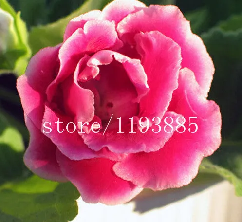 150 PCS colouful Gloxinia Seeds Sinningia seeds Bonsai Flower Seed Pot Planters for DIY home Garden