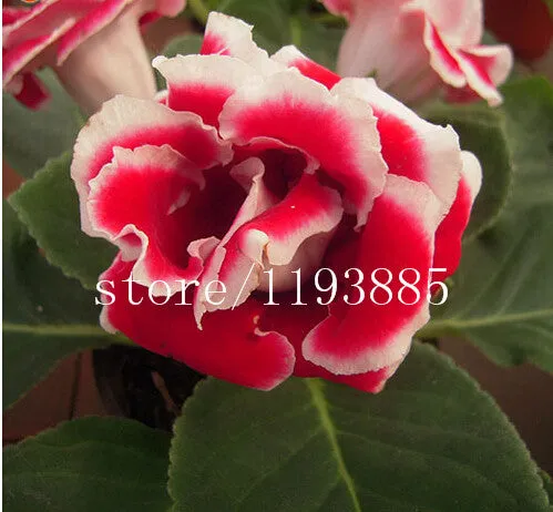 150 PCS colouful Gloxinia Seeds Sinningia seeds Bonsai Flower Seed Pot Planters for DIY home Garden