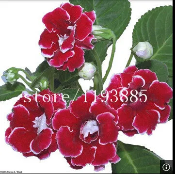 150 PCS colouful Gloxinia Seeds Sinningia seeds Bonsai Flower Seed Pot Planters for DIY home Garden