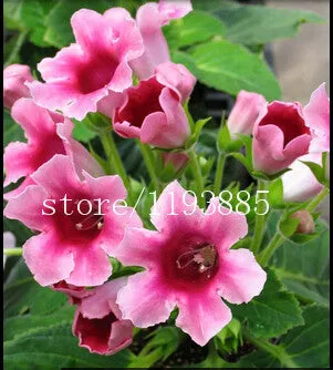 150 PCS colouful Gloxinia Seeds Sinningia seeds Bonsai Flower Seed Pot Planters for DIY home Garden