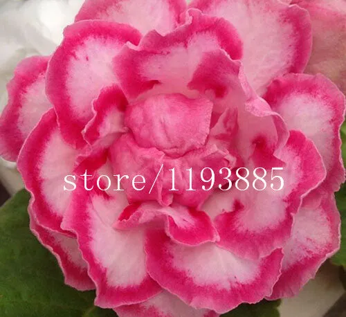 150 PCS colouful Gloxinia Seeds Sinningia seeds Bonsai Flower Seed Pot Planters for DIY home Garden