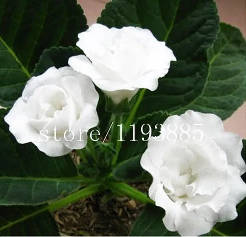150 PCS colouful Gloxinia Seeds Sinningia seeds Bonsai Flower Seed Pot Planters for DIY home Garden