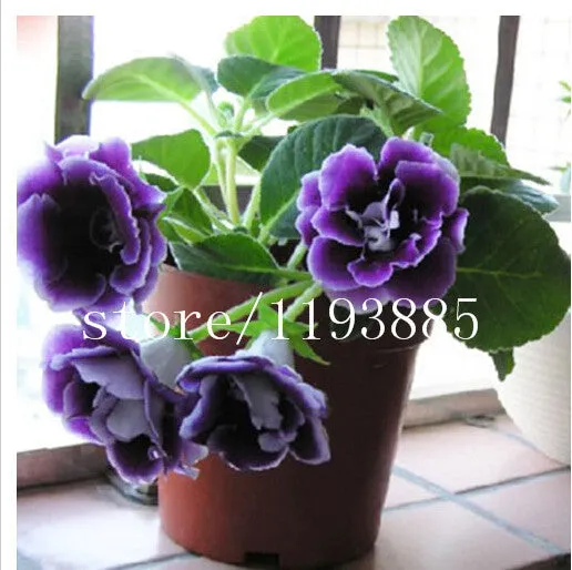 150 PCS colouful Gloxinia Seeds Sinningia seeds Bonsai Flower Seed Pot Planters for DIY home Garden