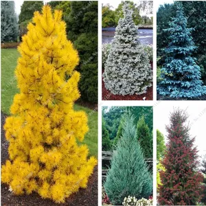 30Pcs Yellow/Blue Spruce Seeds Tree Seeds Rare Evergreen Colorado PICEA PUNGENS GLAUCA Flower Pot Planters For Home Garden Decor
