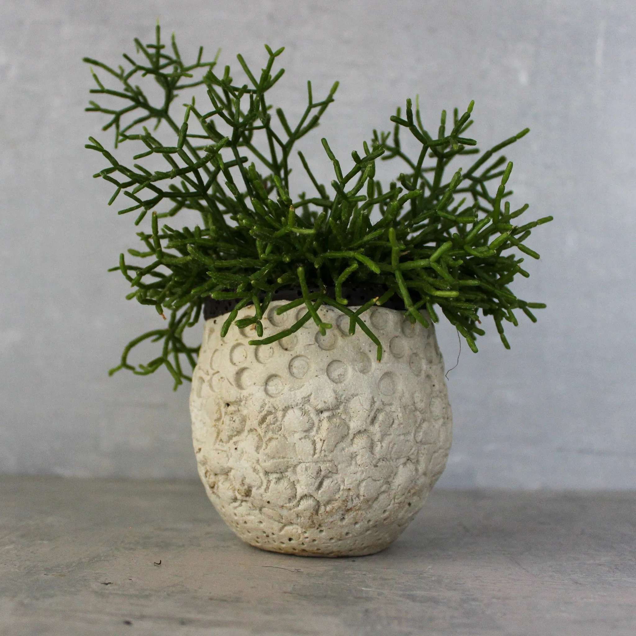 Ceramic Planters Textured