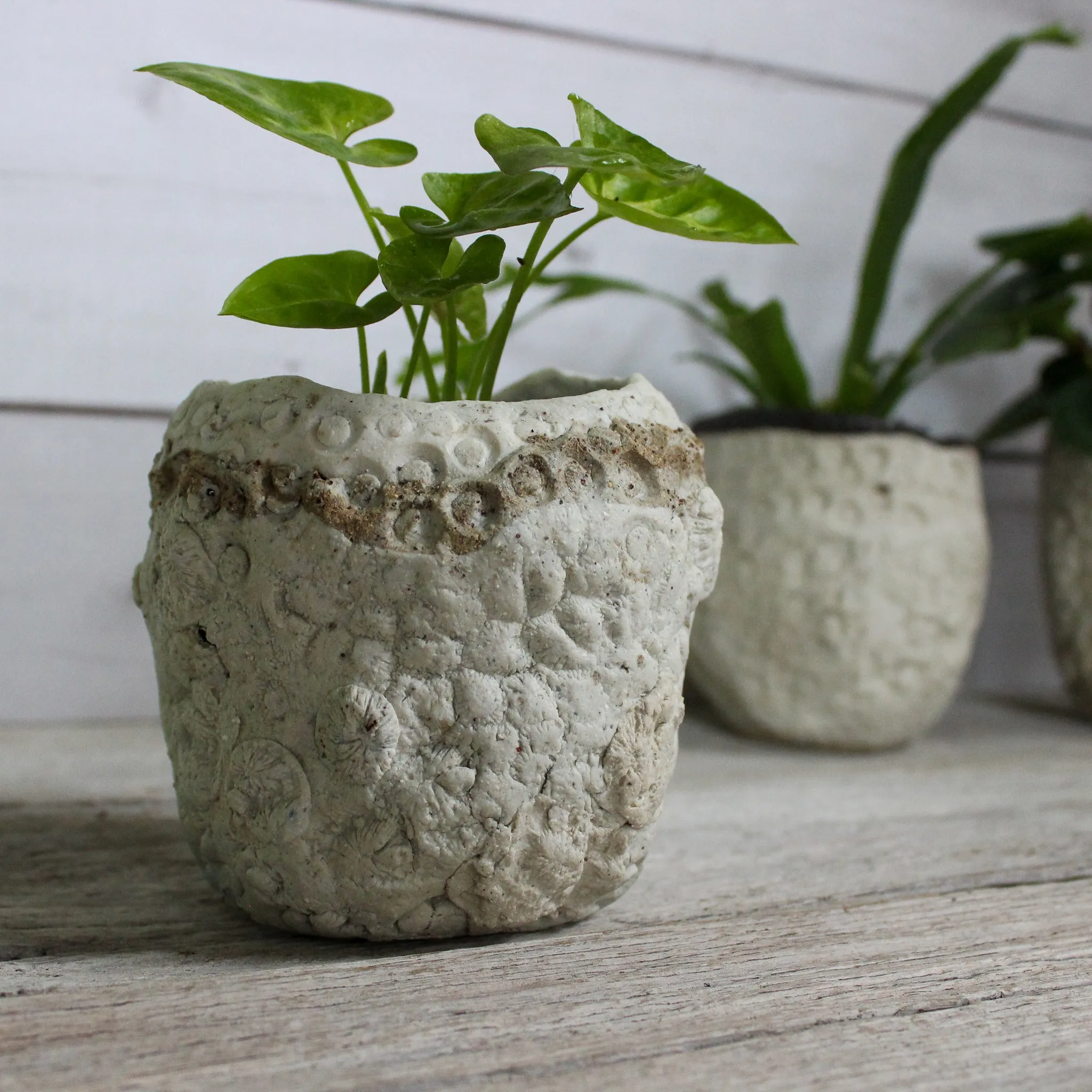 Ceramic Planters Textured