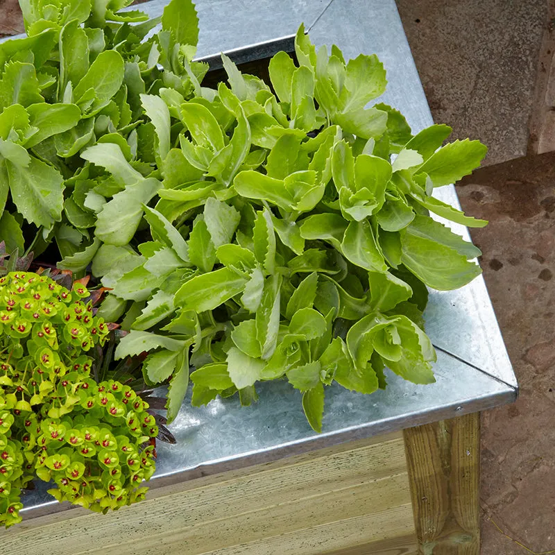 Forest Garden Cambridge Planter
