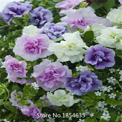 Garden Plant 200 seed /bag rare flower seeds  petunia seeds diaolan bonsai flower pot planters wholesale free shipping Bonsai Se
