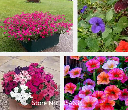 Garden Plant 200 seed /bag rare flower seeds  petunia seeds diaolan bonsai flower pot planters wholesale free shipping Bonsai Se