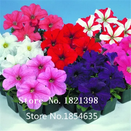 Garden Plant 200 seed /bag rare flower seeds  petunia seeds diaolan bonsai flower pot planters wholesale free shipping Bonsai Se