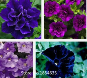 Garden Plant 200 seed /bag rare flower seeds  petunia seeds diaolan bonsai flower pot planters wholesale free shipping Bonsai Se