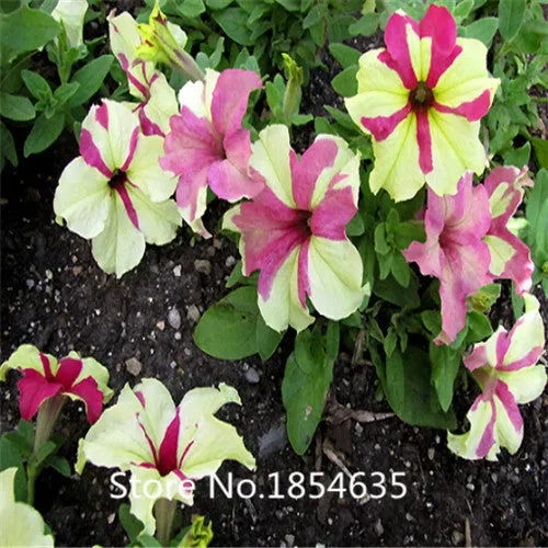 Garden Plant 200 seed /bag rare flower seeds  petunia seeds diaolan bonsai flower pot planters wholesale free shipping Bonsai Se