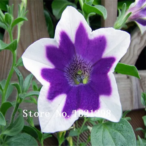 Garden Plant 200 seed /bag rare flower seeds  petunia seeds diaolan bonsai flower pot planters wholesale free shipping Bonsai Se