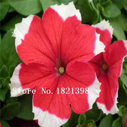 Garden Plant 200 seed /bag rare flower seeds  petunia seeds diaolan bonsai flower pot planters wholesale free shipping Bonsai Se