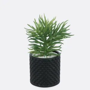 Tinge Planter With Sable Pot